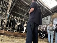 Erdkunde-LK auf Tuchfühlung mit Bio-Milchvieh