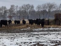 Hühner einfangen und Rinder füttern - Betriebsbesichtigung bei Familie Ramme in Kästorf