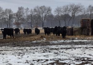 Mehr über den Artikel erfahren Hühner einfangen und Rinder füttern – Betriebsbesichtigung bei Familie Ramme in Kästorf