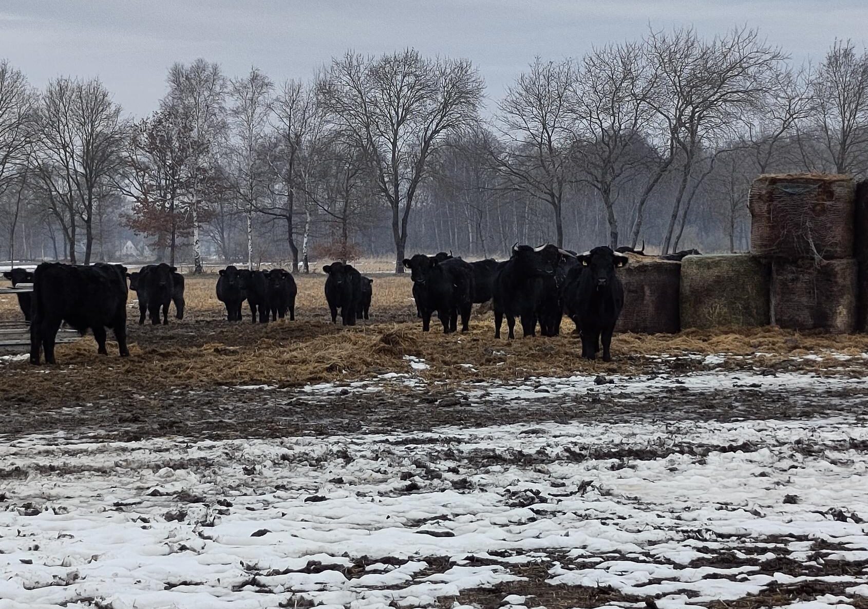 Du betrachtest gerade Hühner einfangen und Rinder füttern – Betriebsbesichtigung bei Familie Ramme in Kästorf